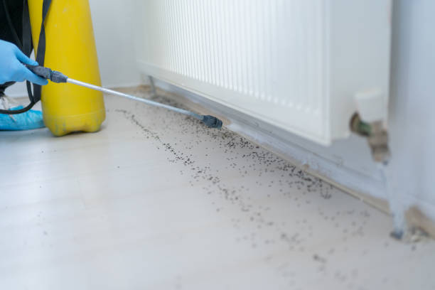 Best Ant Control Services  in Little Falls, NY